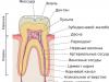Строение зуба человека: схема