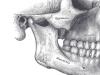 Анатомия строения челюсти человека