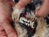 Что делать, когда у собак шатаются и выпадают зубы